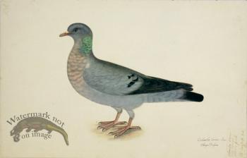 132 Swedish Birds . Columba Oenas, Stock Dove